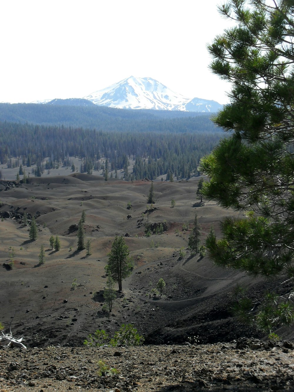 a view of a mountain range with trees in the foreground