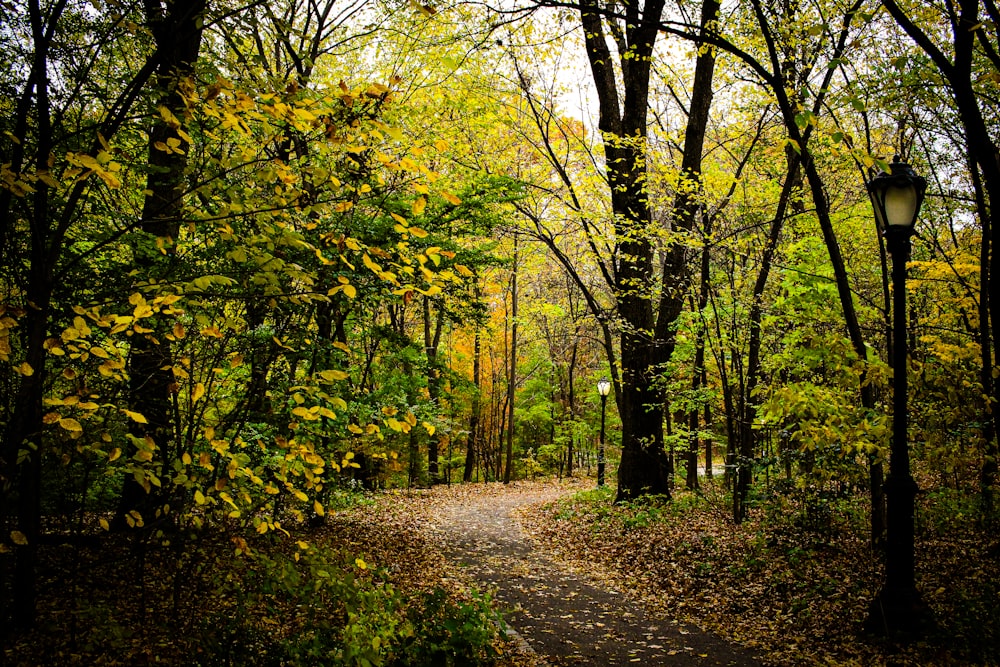 Un camino a través de un bosque con muchos árboles