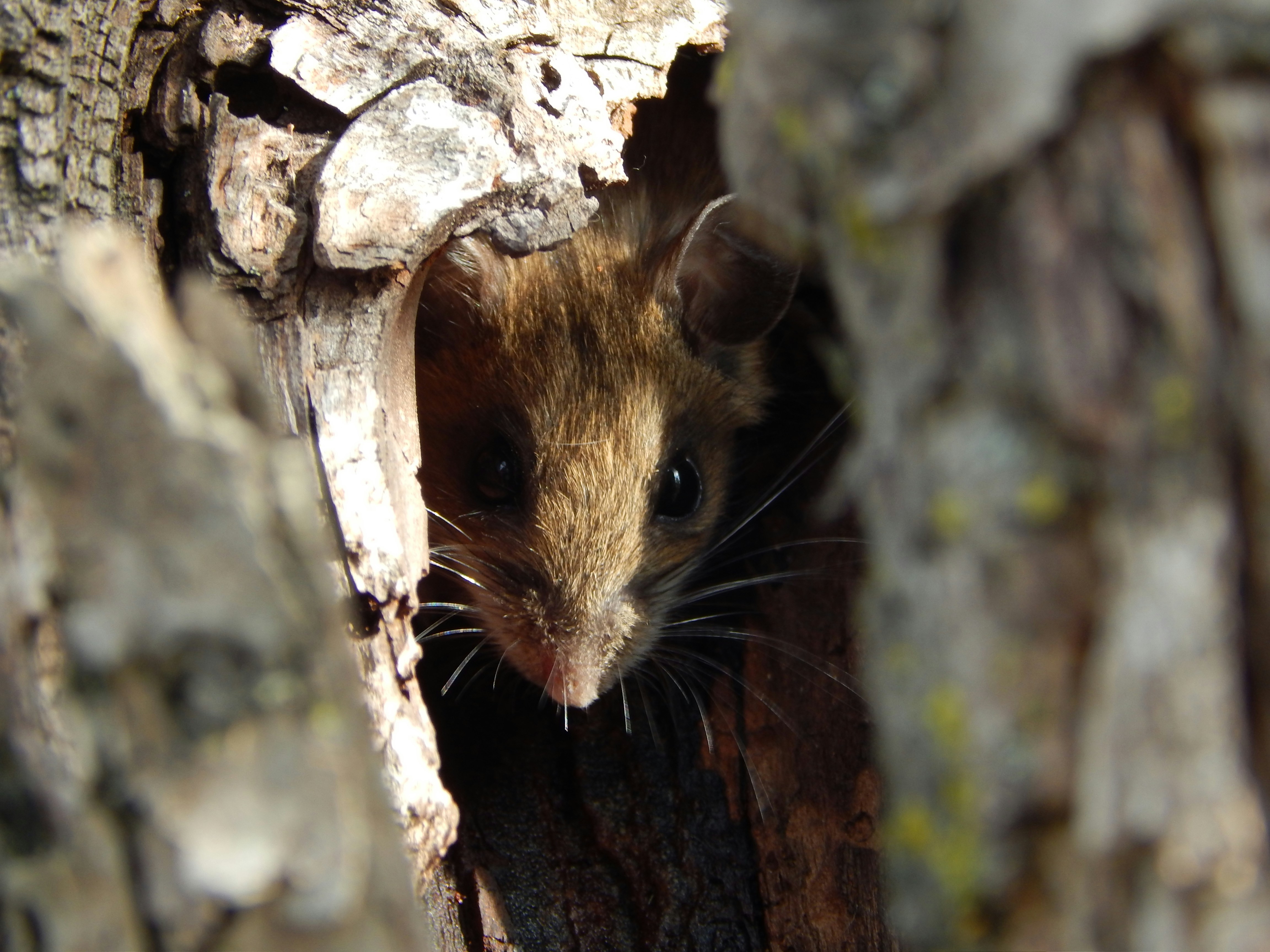 a mouse peeking out of a hole in a tree