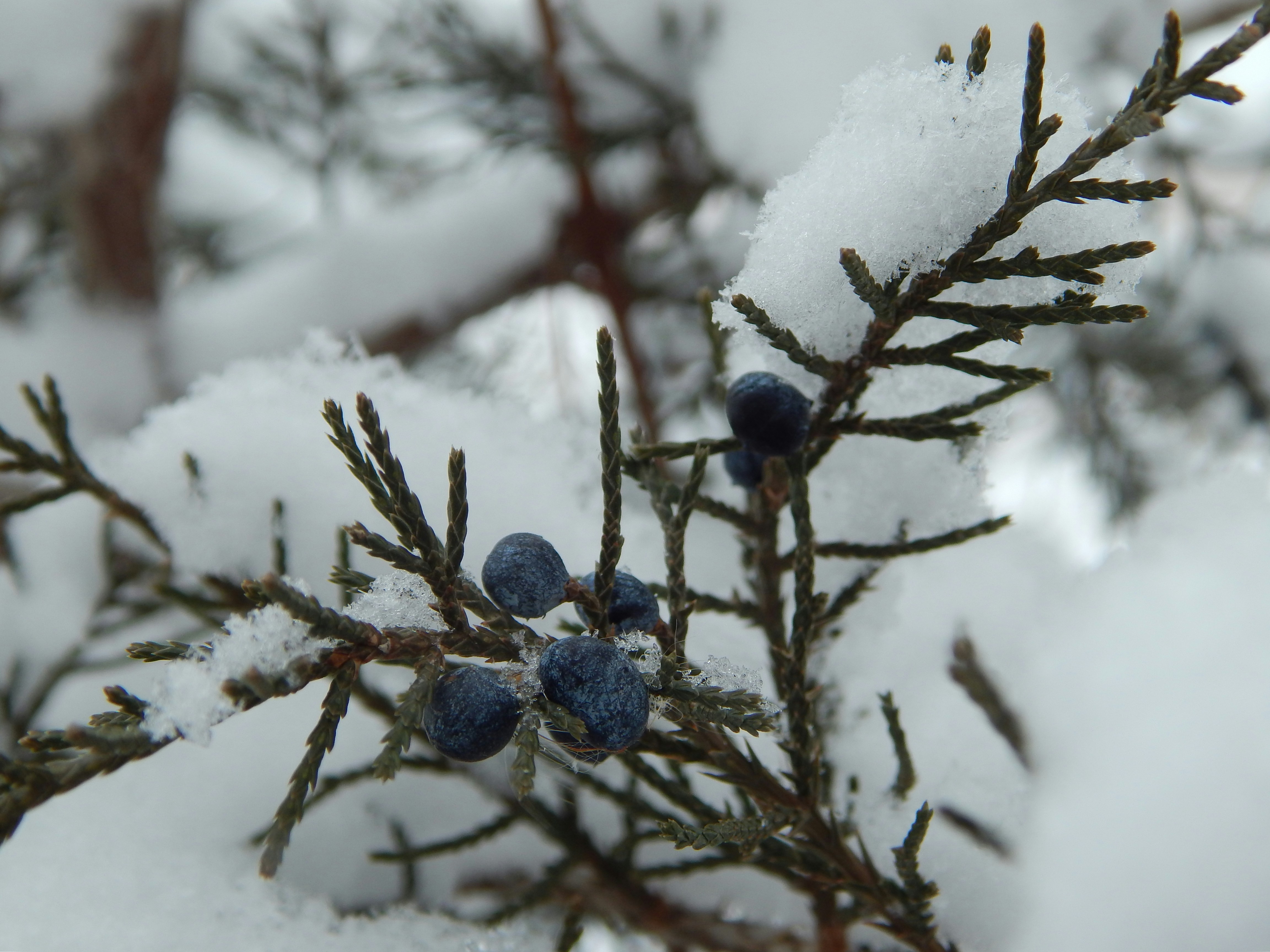 A branch of a tree covered in snow photo – Free Wallpaper Image on Unsplash