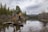 A couple is walking on a log in a serene forest setting, surrounded by a calm lake and tall evergreen trees. Snow-capped mountains are visible in the background under a cloudy sky.