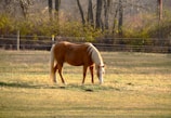 A gentle horse grazing peacefully in a sunlit rehabilitation pasture surrounded by sturdy fencing.