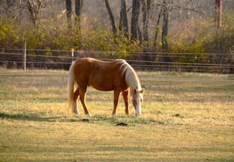 A gentle rescue horse standing peacefully in a sunlit pasture at Roll'n Freedom Ranch.