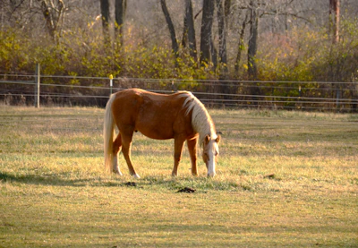 A majestic horse grazing peacefully in a sunlit pasture at Rincón de Tamayo Ranch