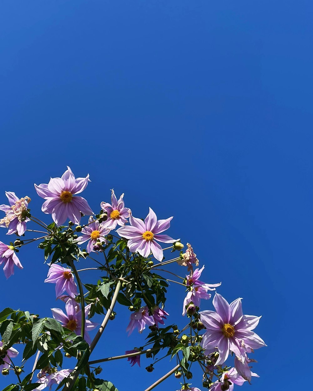 a bunch of flowers that are in the air