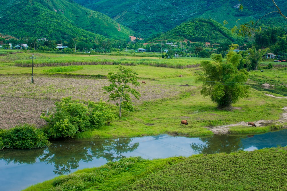 a river running through a lush green valley