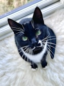 A black and white cat with striking green eyes sits on a soft, white fur-like surface near a window. The cat is looking upwards, and its whiskers are prominently visible.