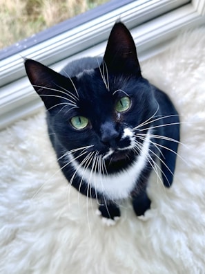 A black and white cat with striking green eyes sits on a soft, white fur-like surface near a window. The cat is looking upwards, and its whiskers are prominently visible.