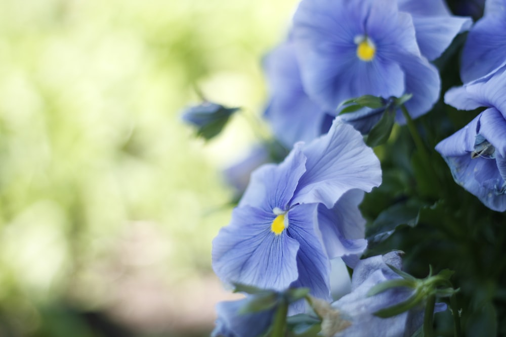 a bunch of blue flowers that are in a vase