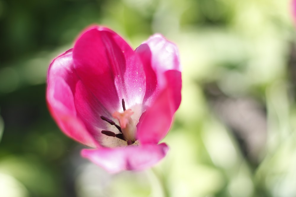 a close up of a pink flower with a blurry background