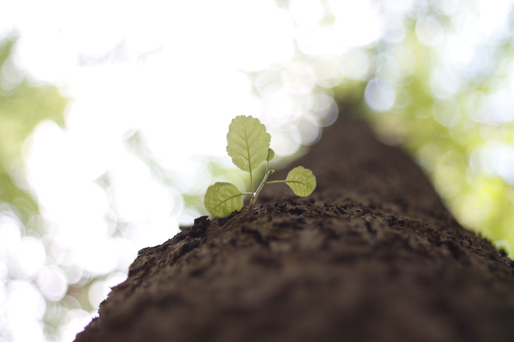 a small green plant sprouts from the bark of a tree