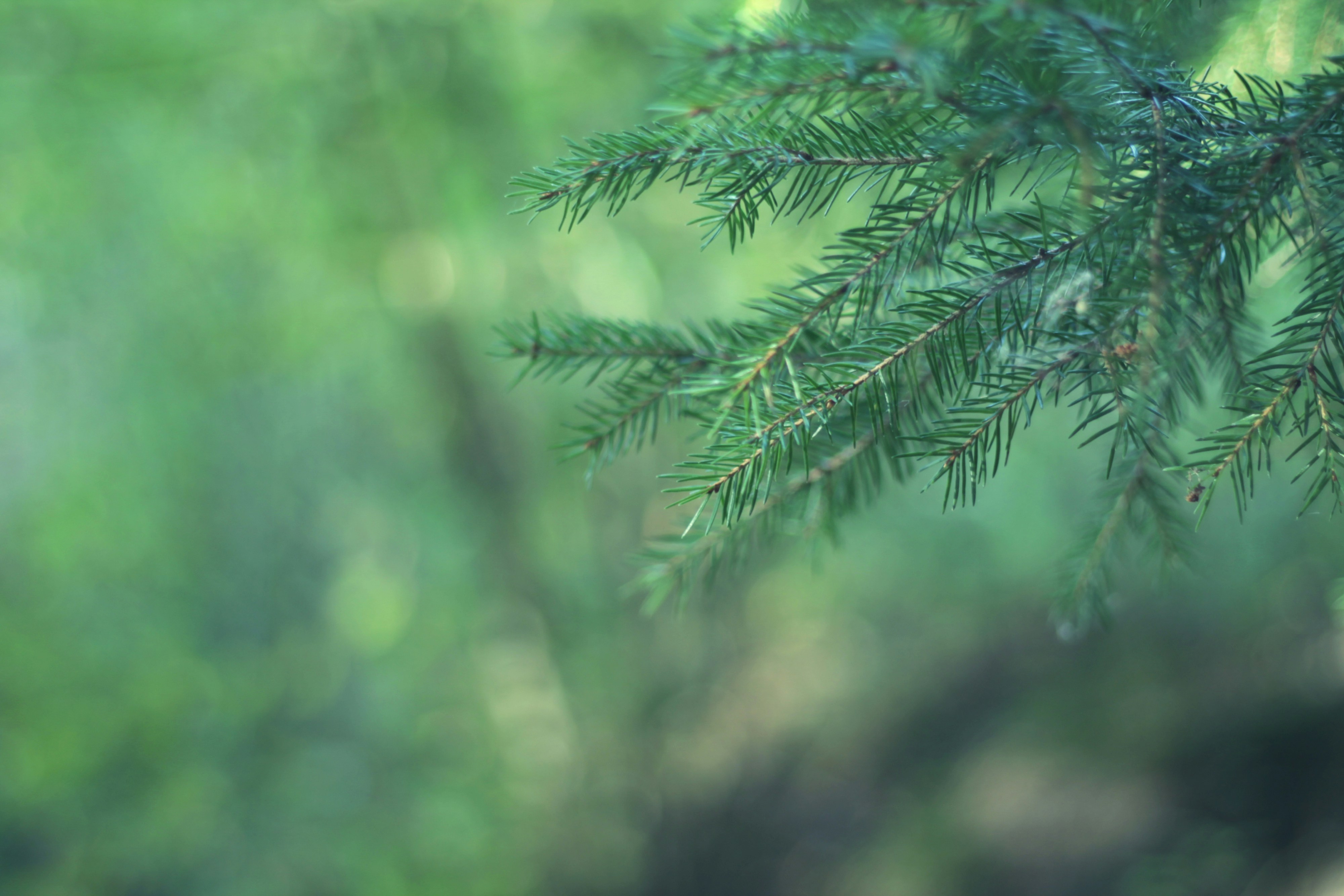 Photo by torktumladponny