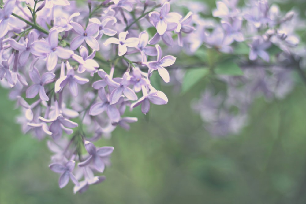 a bunch of purple flowers that are on a tree