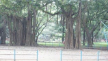 Group meditation under ancient banyan trees during a peaceful retreat.