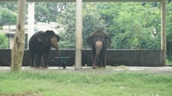 Two elephants stand side by side, surrounded by green foliage and partially sheltered by a structure with a concrete floor. A wheelbarrow is positioned in front of one of the elephants. The scene is serene and natural, indicating a habitat setup.