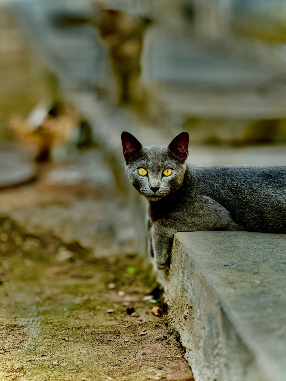 a gray cat sitting on top of a cement step