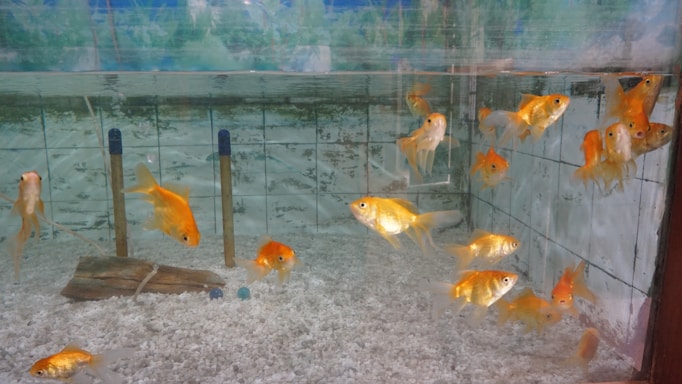 Several goldfish swim in a clear aquarium tank. The tank has a gravelly substrate and three vertical blue-topped sticks, possibly filtration or aeration devices. The background shows a tiled wall and some greenish reflections, likely from aquatic plants or nearby surroundings.