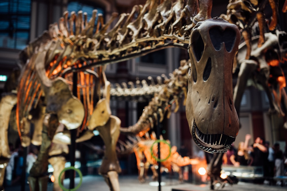a museum filled with lots of different types of dinosaurs