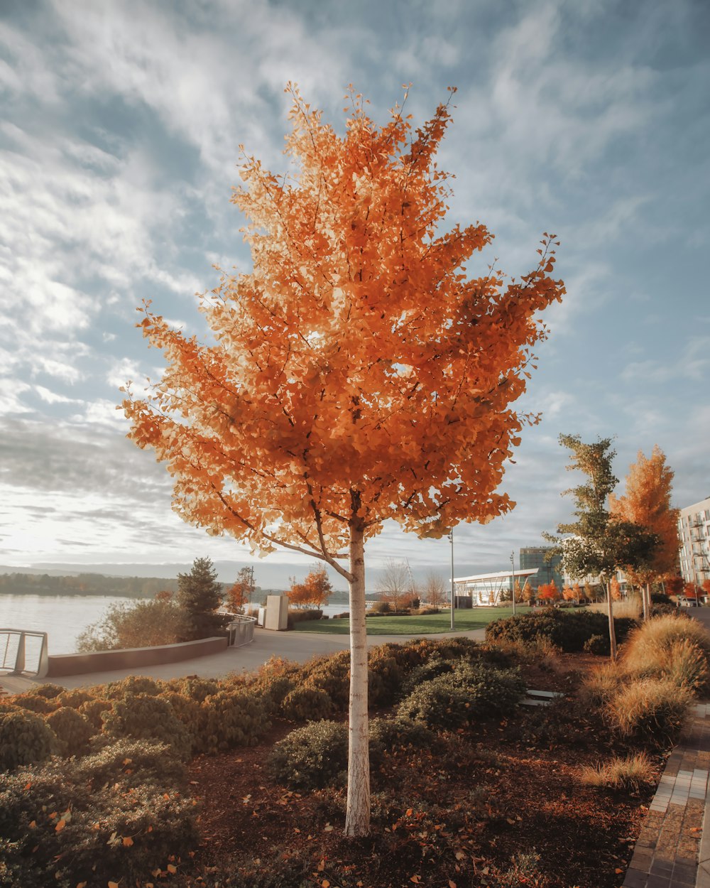 a tree with orange leaves in a park