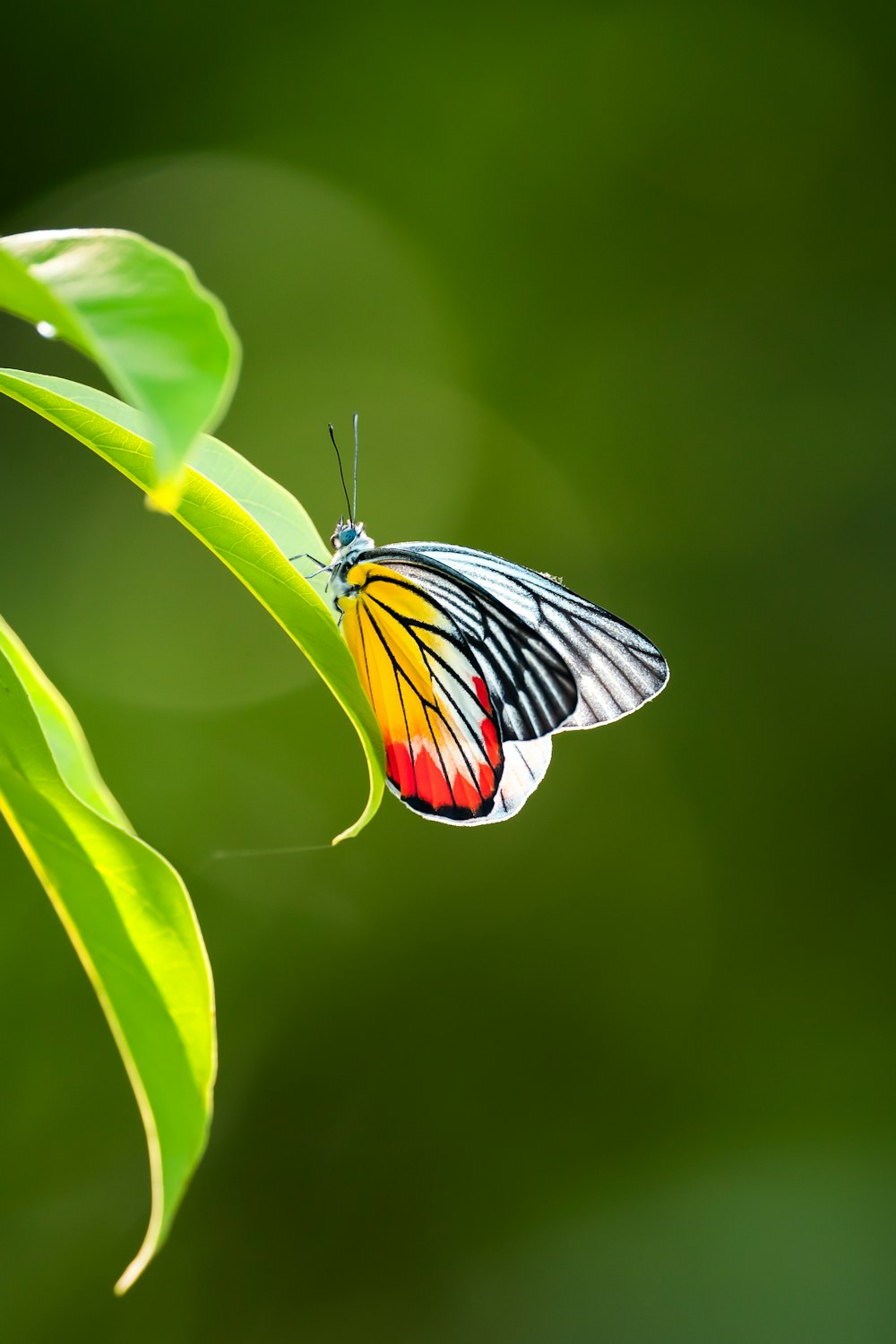 ein bunter Schmetterling, der auf einem grünen Blatt sitzt
