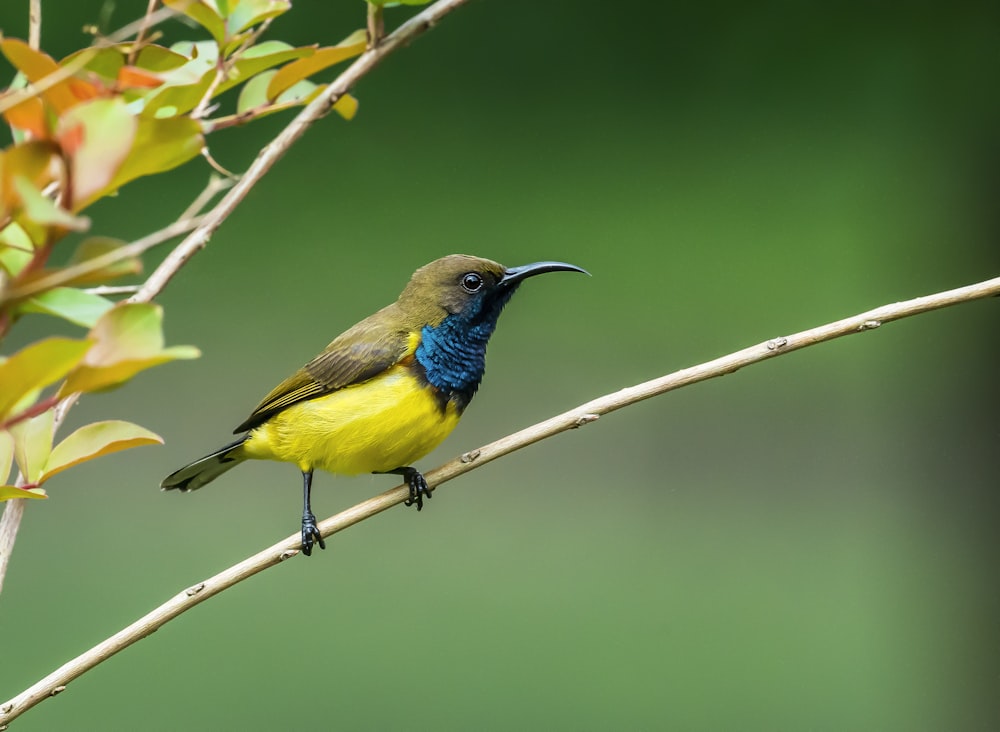 un pájaro amarillo y azul sentado en lo alto de la rama de un árbol