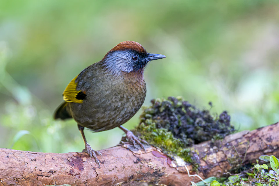 In a verdant landscape, a small bird with vibrant plumage stands perched on a branch. The bird's body is a mix of brown and gray hues, accented by patches of yellow and black. Its wings are folded neatly at its sides, and it faces the camera directly, giving us a clear view of its features. The background is a blur of green, suggesting a lush forest or garden setting.