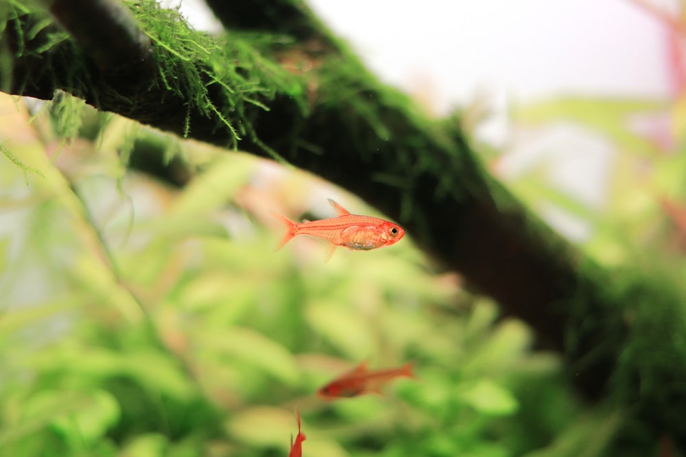 a red fish swimming in an aquarium filled with plants
