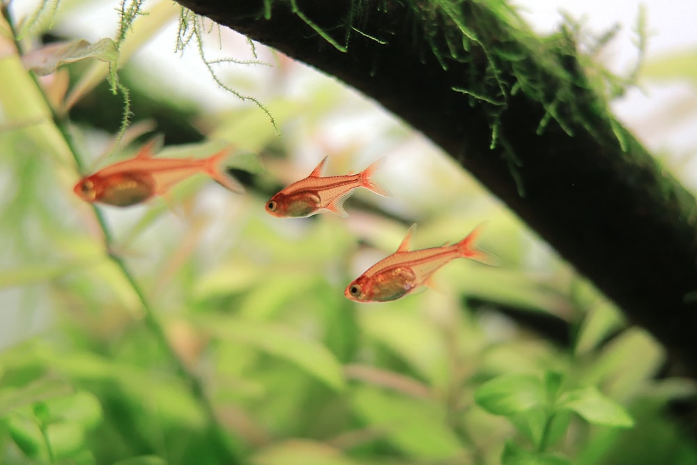 a group of red fish swimming in a green aquarium