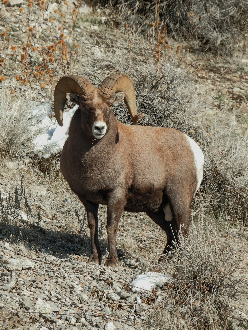 a ram is standing in a rocky field