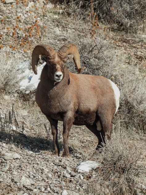 Bighorn sheep ram on a rocky canyon ridge in Idaho