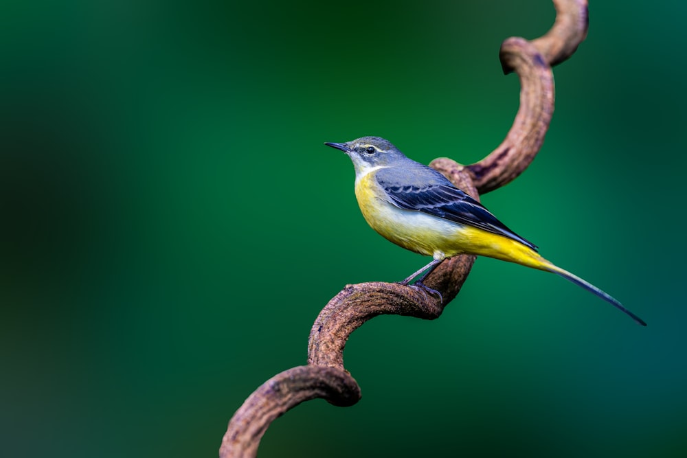 a bird sitting on a branch with a green background