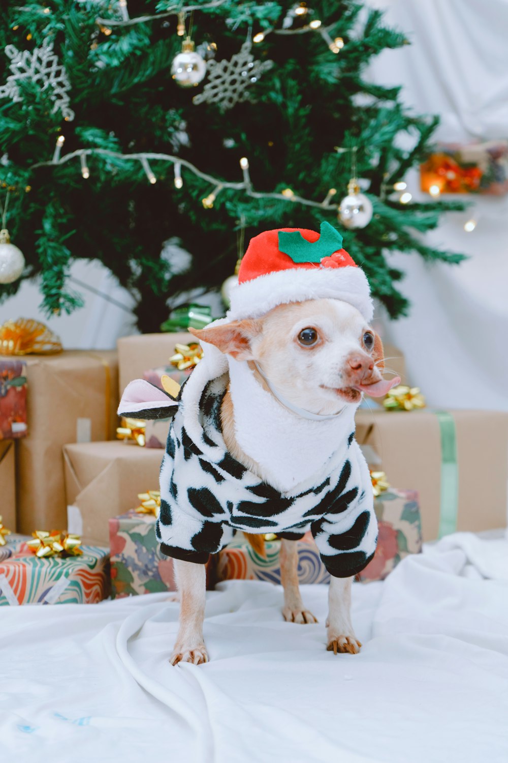 a small dog wearing a sweater and a santa hat