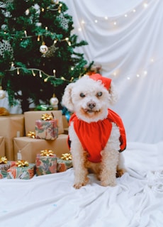 A small fluffy dog wearing a red outfit is sitting on a white cloth in front of a decorated Christmas tree. The tree is adorned with lights and ornaments, and there are several wrapped gifts with bows around the dog.