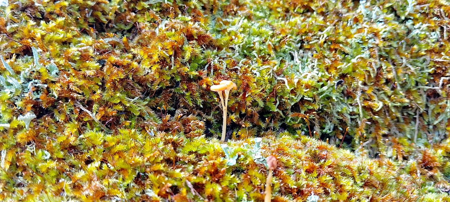A closeup of a tiny yellow mushroom with two heads growing among some red and green moss. Among the moss are tiny little sprouts popping up.