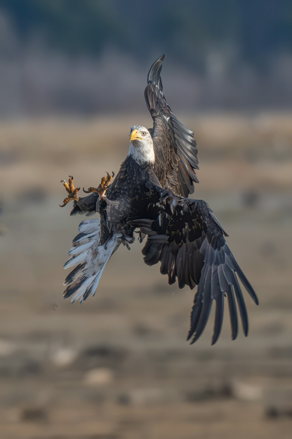 uma águia careca voando pelo ar com suas asas abertas