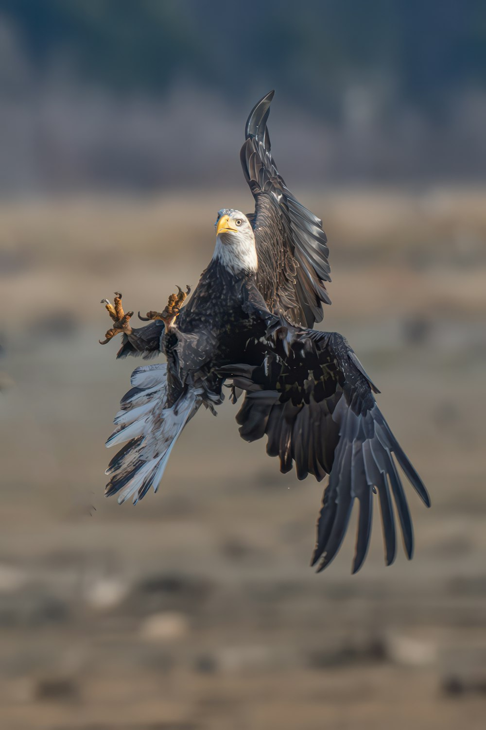 a bald eagle flying through the air with it's wings spread