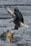 An eagle with outstretched wings is captured mid-flight, closely approaching a moss-covered log in a body of water. Its sharp talons are extended, seemingly ready to perch. The water surface is calm with gentle ripples, creating a serene backdrop.