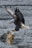 An eagle with outstretched wings is captured mid-flight, closely approaching a moss-covered log in a body of water. Its sharp talons are extended, seemingly ready to perch. The water surface is calm with gentle ripples, creating a serene backdrop.