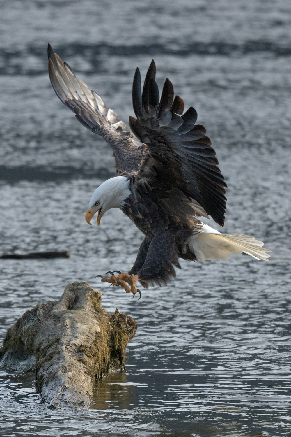 a bald eagle landing on a rock in the water