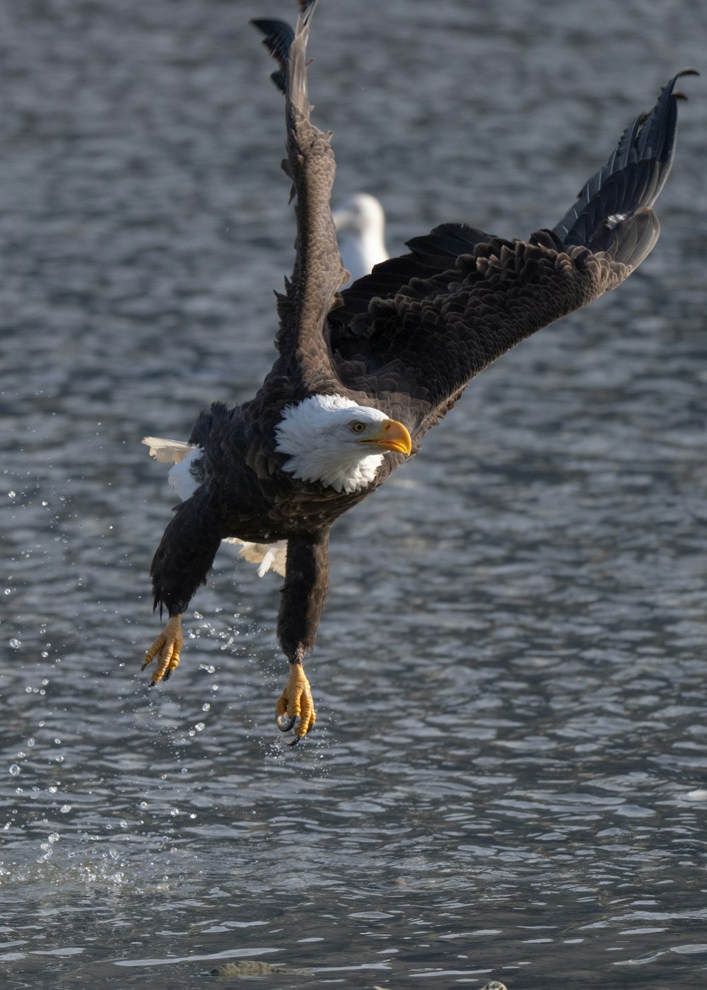 a bald eagle flying over a body of water