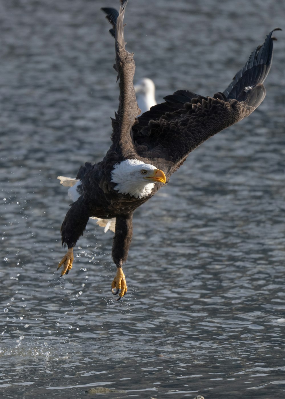 uma águia careca voando sobre um corpo de água