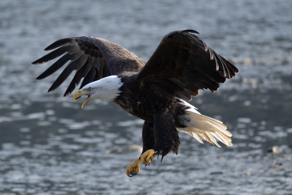 uma águia careca voando sobre um corpo de água