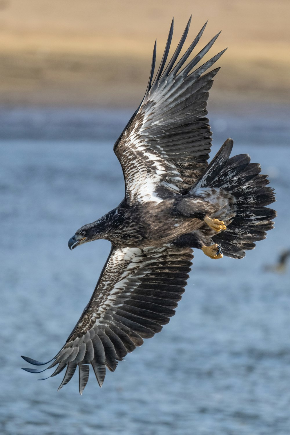 a large bird flying over a body of water