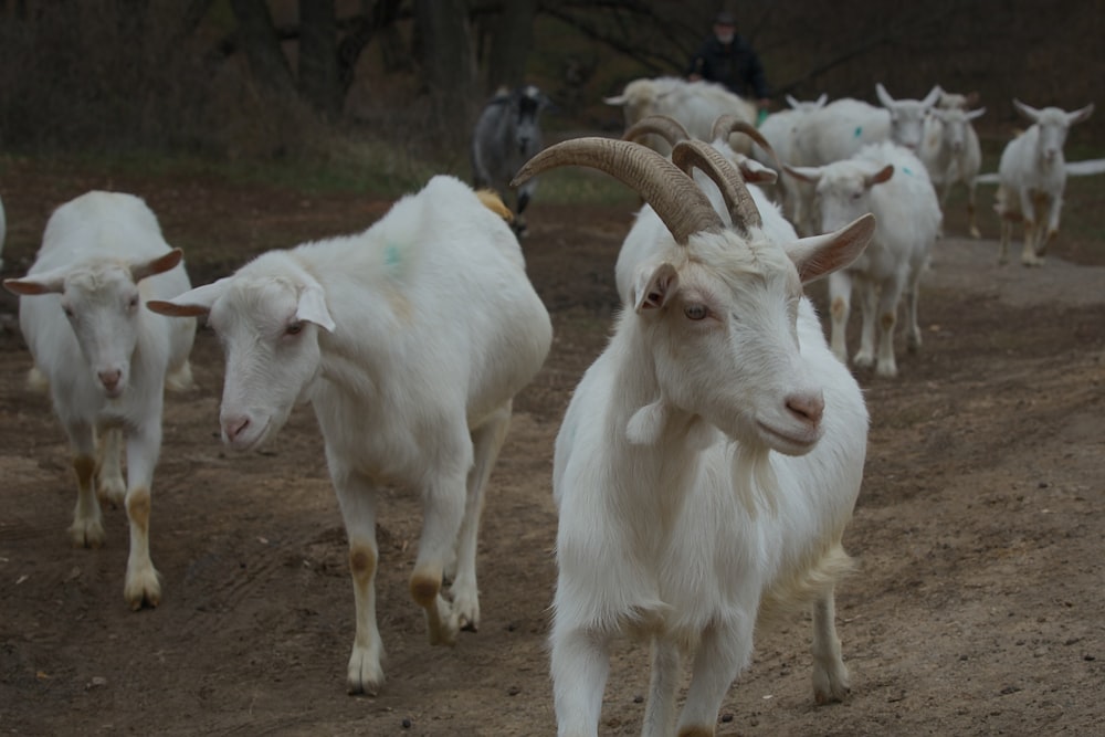 a herd of goats walking down a dirt road