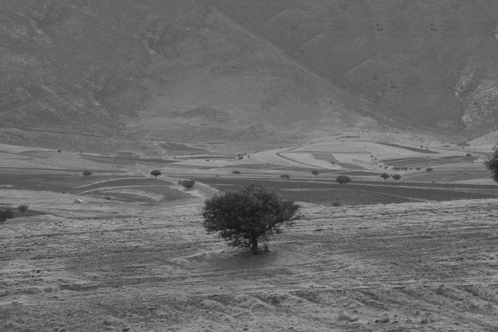 a black and white photo of a tree in a field