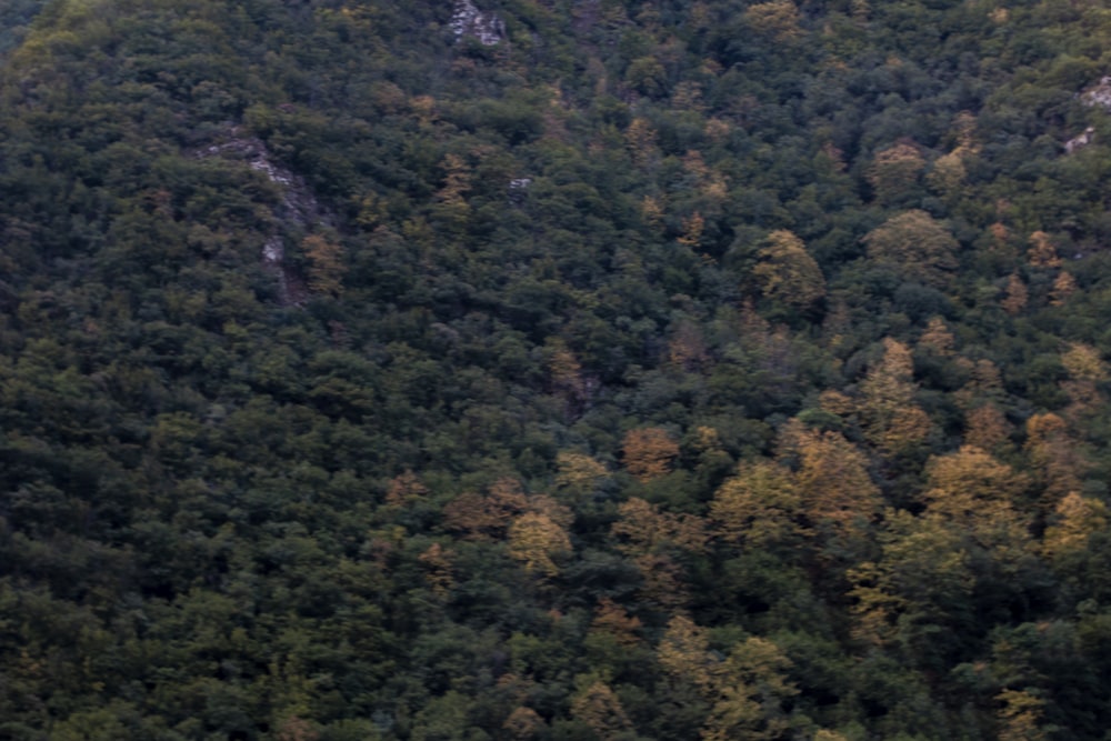 a plane flying over a lush green forest