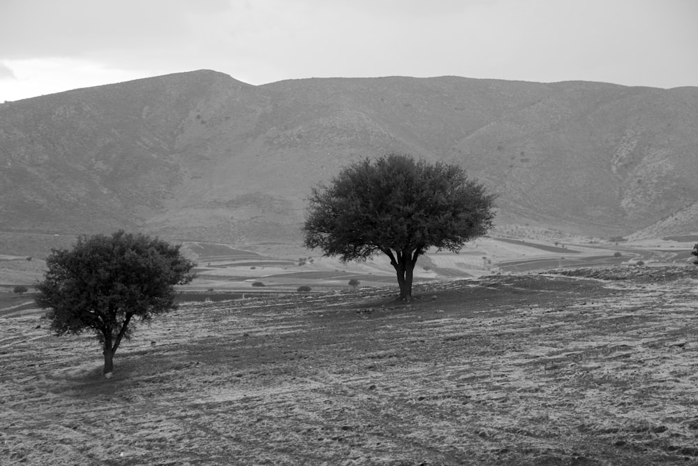 a black and white photo of two trees in a field