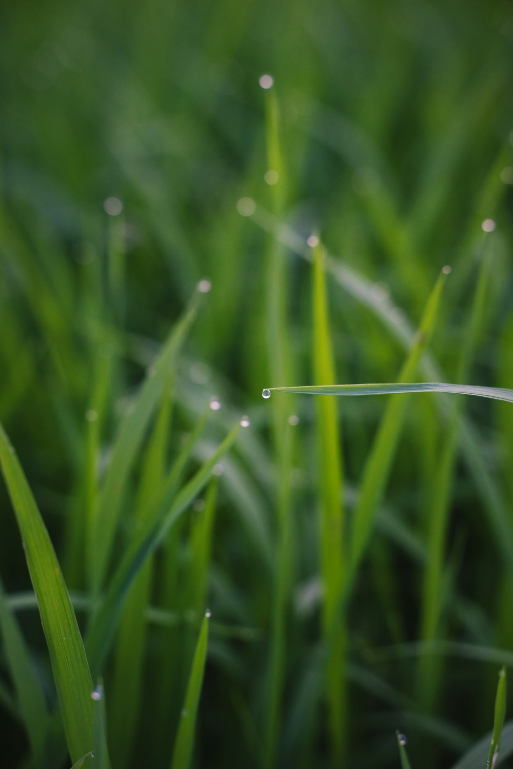 a close up of grass with water drops on it