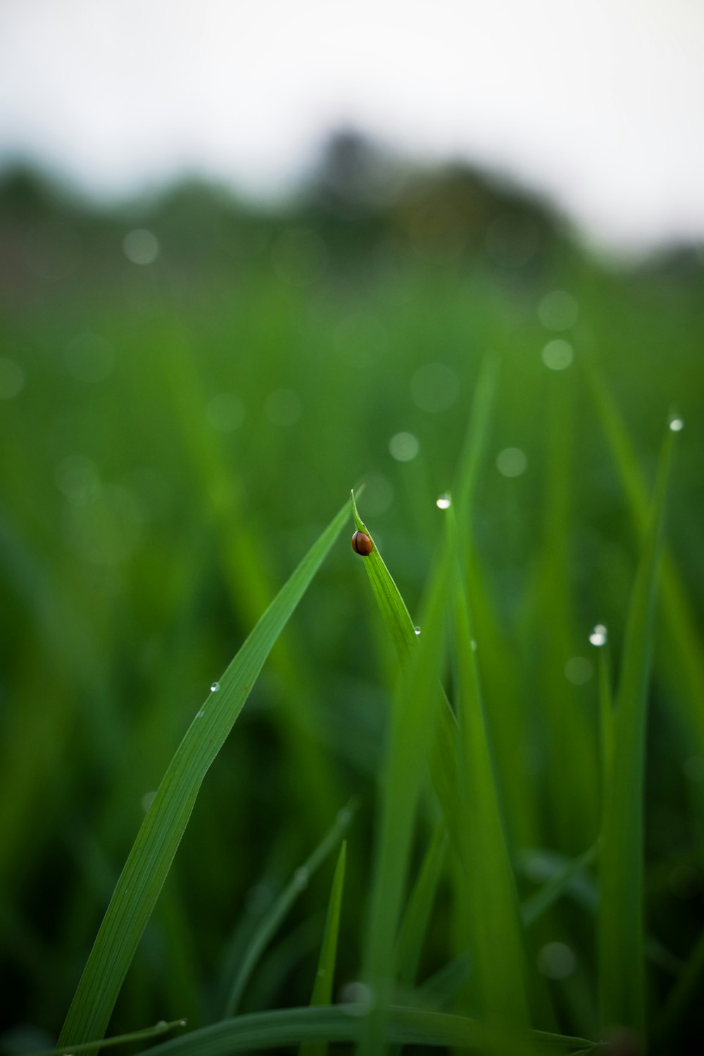 a close up of a green grass with drops of water on it