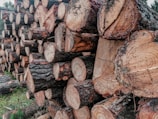 Close-up of freshly cut logs stacked neatly in General Carneiro.
